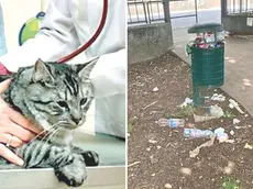 I lettori segnalano la mancanza di veterinari di notte e il degrado in viale Vat