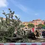 L'albero caduto in piazzale Roma a Venezia