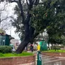 L'albero in una foto scattata tre mesi fa