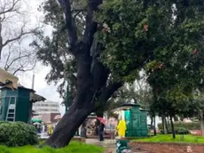 L'albero in una foto scattata tre mesi fa
