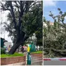 L'albero in piazzale Roma prima e dopo il crollo