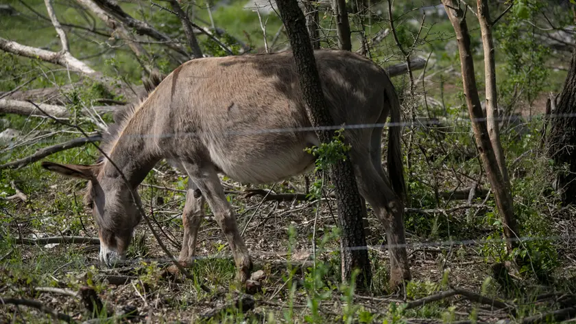 Un asino al pascolo sul Carso monfalconese
