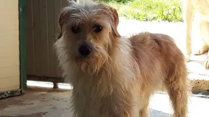 Il cane meticcio di piccola taglia chiamato “Fufi”