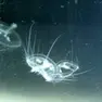 (foto Società Adriatica di Speleologia)