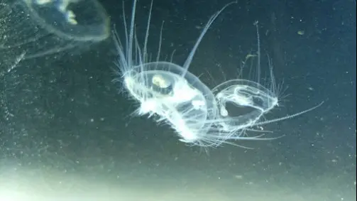 (foto Società Adriatica di Speleologia)