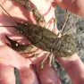 Il gambero di fiume (Austropotamobius pallipes) è classificato come specie a rischio