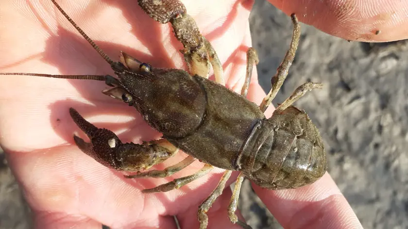 Il gambero di fiume (Austropotamobius pallipes) è classificato come specie a rischio
