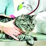 Un gatto nel corso di una visita dal veterinario