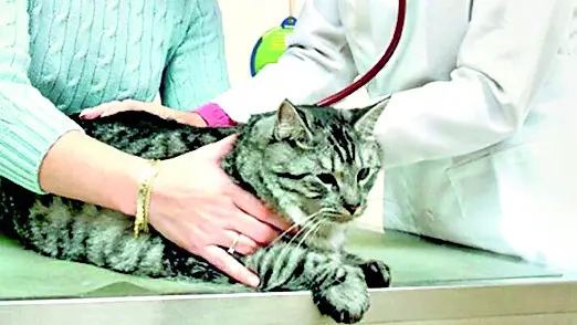 Un gatto nel corso di una visita dal veterinario
