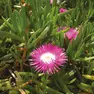 La pianta Carpobrotus edulis con i fiori
