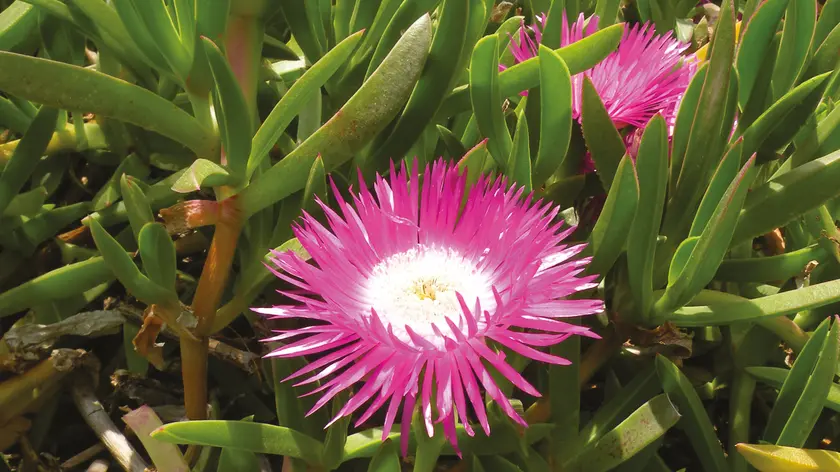 La pianta Carpobrotus edulis con i fiori