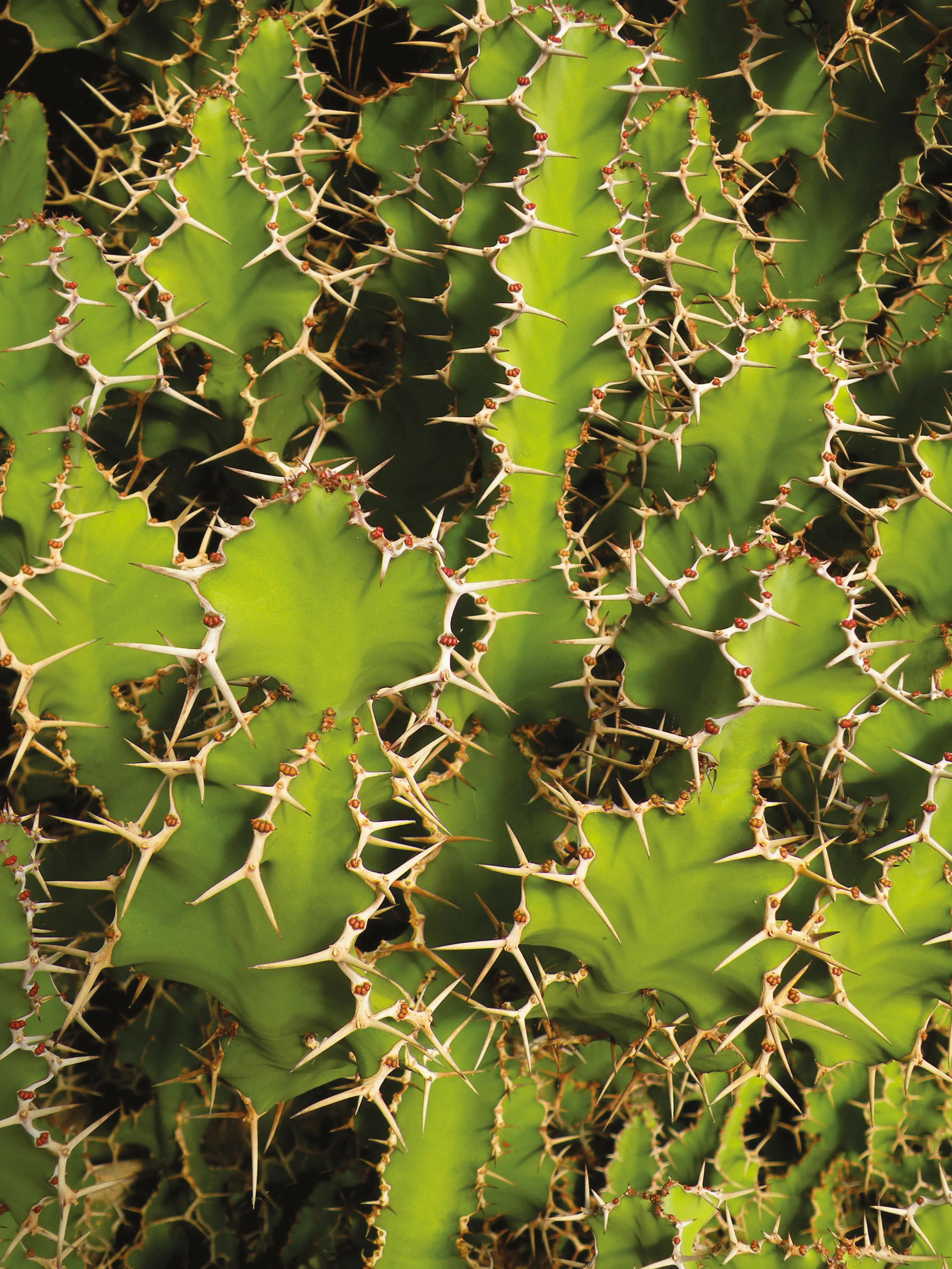 Una Euphorbia grandicornis
