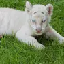 Il cucciolo di tigre bianca nato a Campolongo