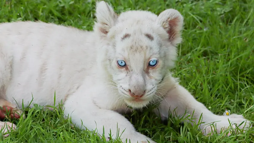 Il cucciolo di tigre bianca nato a Campolongo