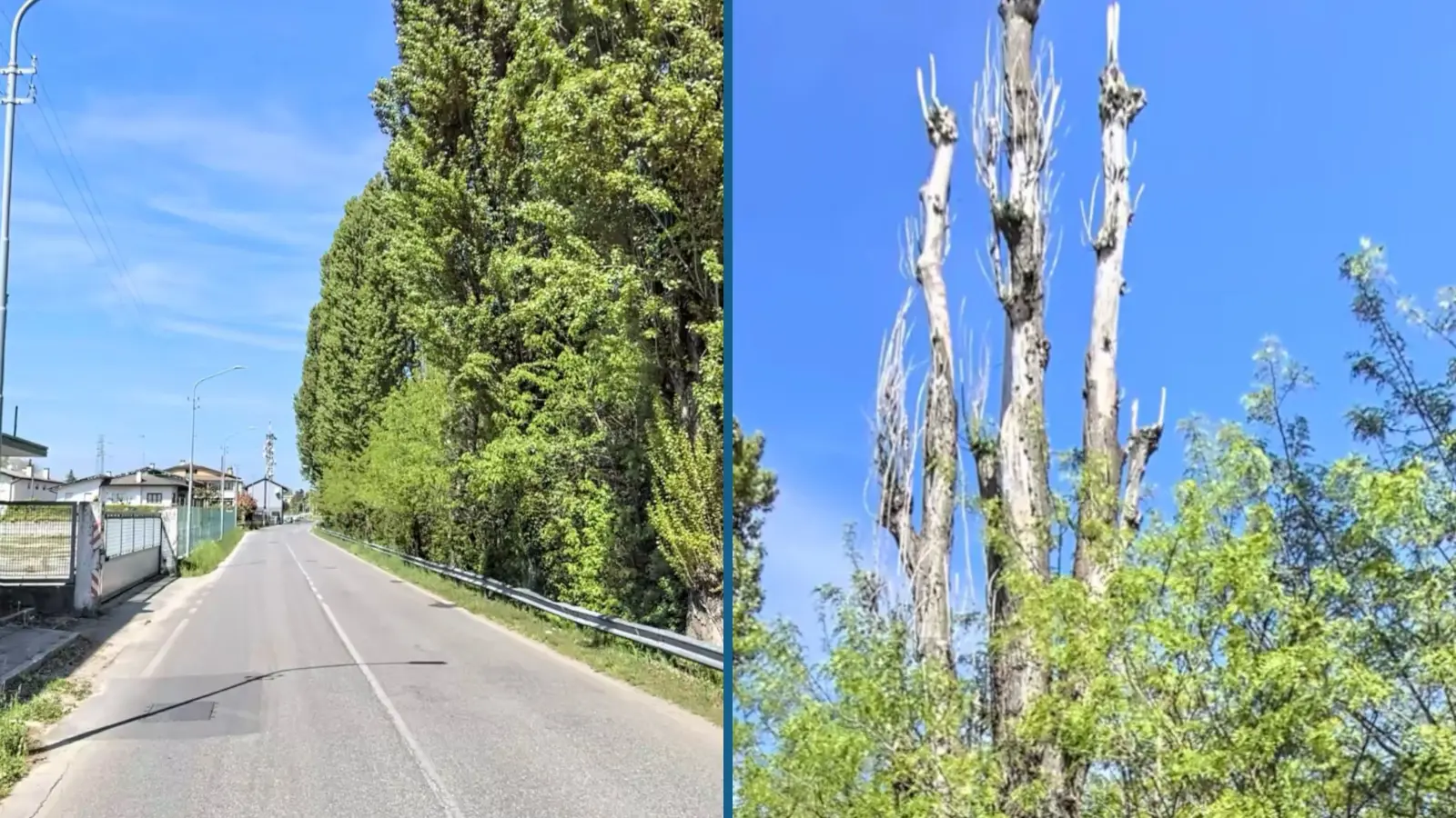 Foto da Google street: si vede il pioppo o ancora in piedi ma già morto e la zona in cui è avvenuta la caduta