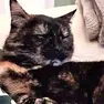 La gatta Siet (sette in lingua friulana) aveva 13 anni