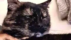 La gatta Siet (sette in lingua friulana) aveva 13 anni