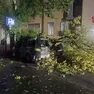 Rami caduti su un'auto: l'intervento dei vigili del fuoco a San Vito al Tagliamento