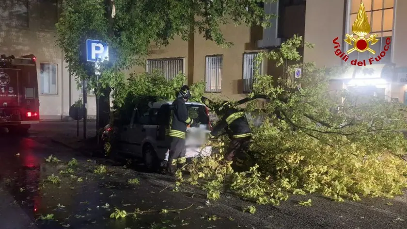 Rami caduti su un'auto: l'intervento dei vigili del fuoco a San Vito al Tagliamento