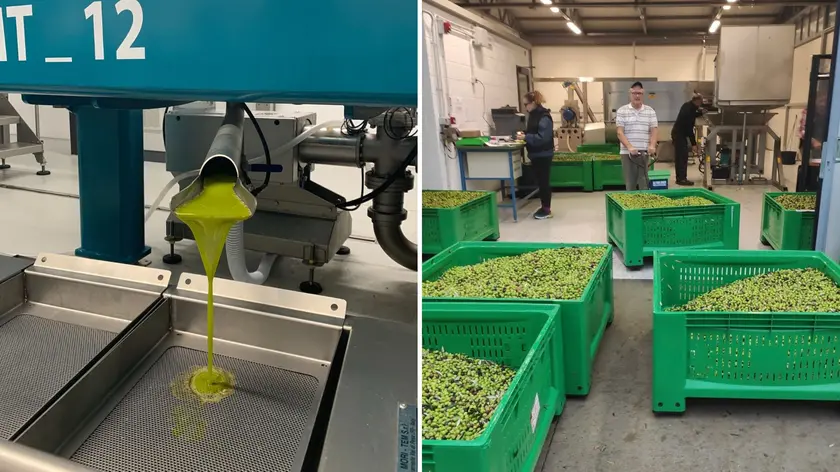 Il Consorzio produttori Olio Evo Fvg investe sulla formazione nelle aziende