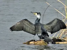Un cormorano asciuga al sole il piumaggio