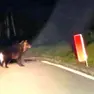 Un fotogramma del video, in cui si vede l'orso appena uscito dalla galleria