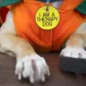 Un cane impegnato in attività di pet therapy