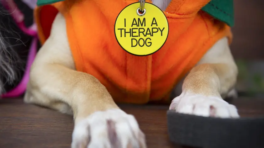 Un cane impegnato in attività di pet therapy