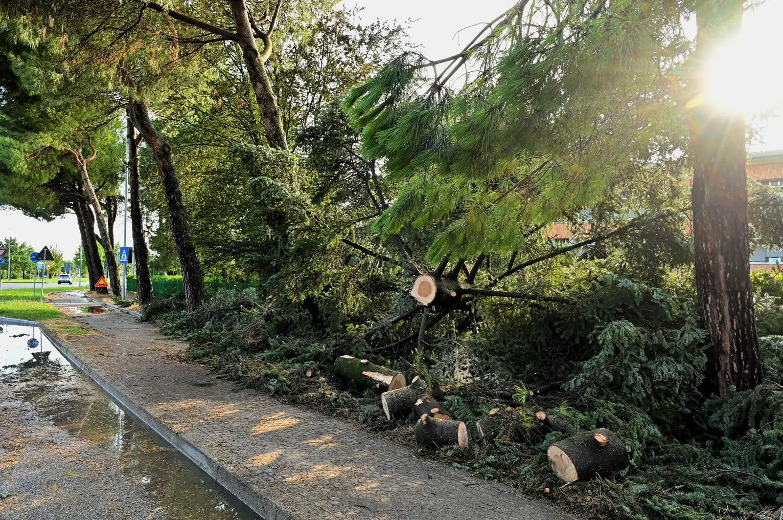 Alberi caduti in via Cadore a Udine