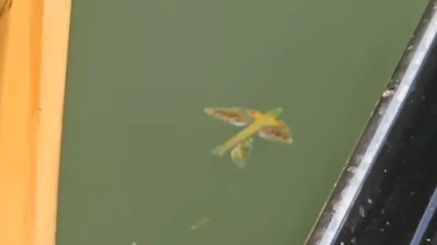 Il pesce volante in un fotogramma del video girato in un rio di Venezia