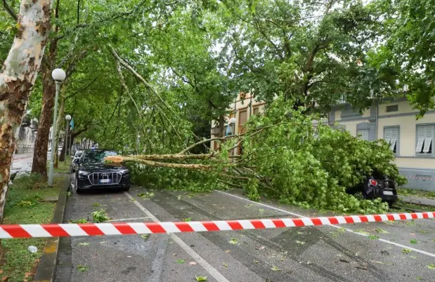 Un albero caduto a Gorizia