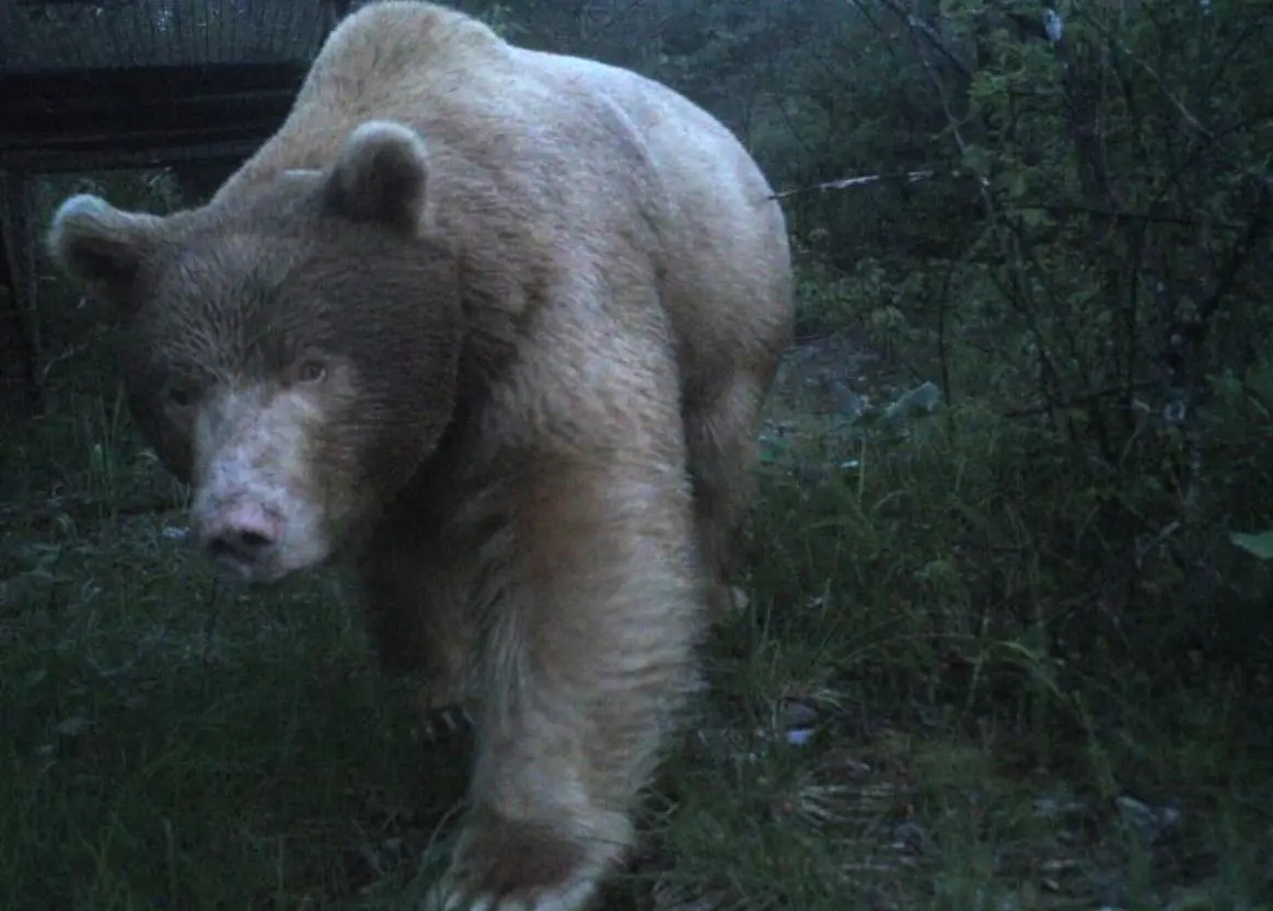 L'orso Francesco, monitorato dall'Università di Udine