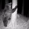 L'orso Francesco in una zona della Carnia
