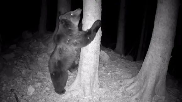 L'orso Francesco in una zona della Carnia
