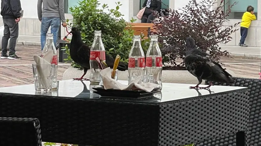 Troppi piccioni in città a Tolmezzo