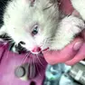Il gattino salvato da un passante: rischiava di essere travolto