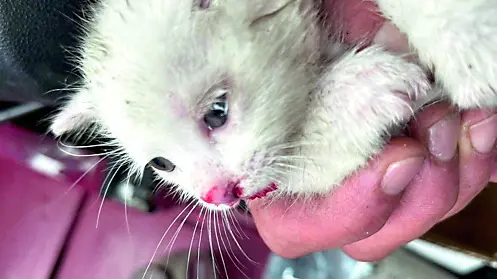 Il gattino salvato da un passante: rischiava di essere travolto