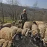 Allarme per le pecore dell'Alpago