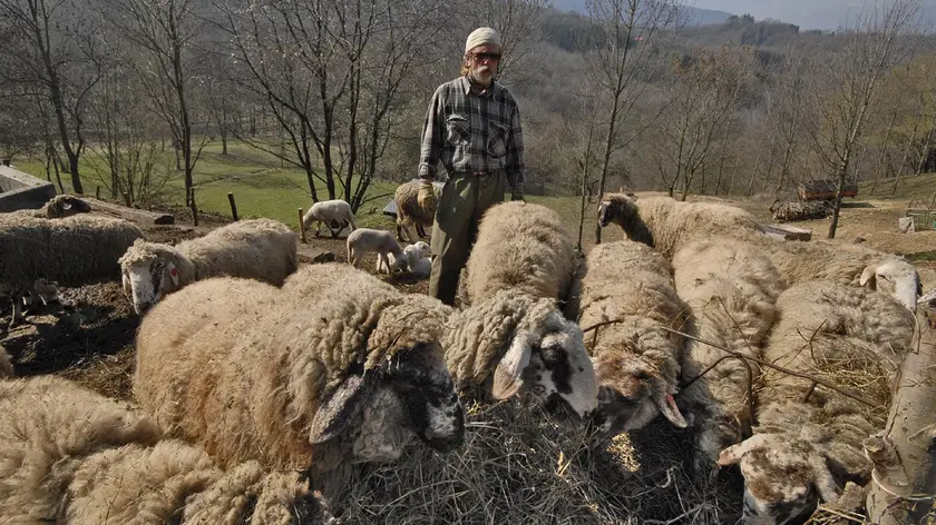 Allarme per le pecore dell'Alpago