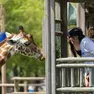 La visita alla giraffa presente a Lignano