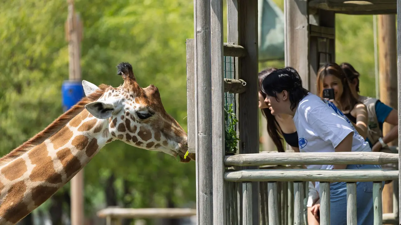 La visita alla giraffa presente a Lignano