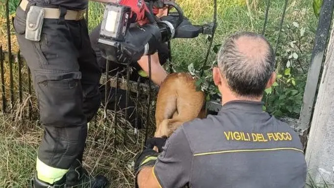 I vigili del fuoco liberano il capriolo ad Aviano