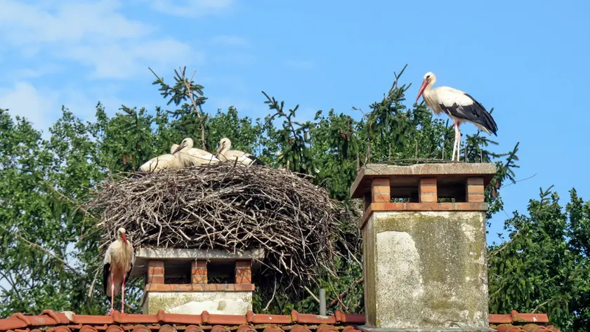Alcune delle cicogne nate in Friuli