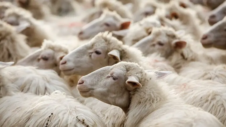 La Bluetongue, il virus della lingua blu, preoccupa il mondo degli allevatori del Friuli Venezia Giulia