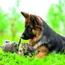 Migliaia di udinesi hanno in casa un animale da affezione