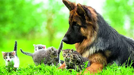 Migliaia di udinesi hanno in casa un animale da affezione