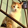 La gattina impallinata a Fontanafredda