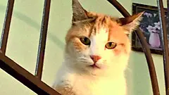 La gattina impallinata a Fontanafredda