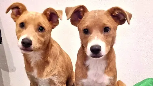 I due cuccioli sono stati accolti al canile di Villotta