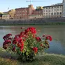 I fiori comparsi a Firenze per ricordare la donna morta
